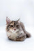 Fluffy gray and white Maine Coon kitten lying down, perfect for cozy vibes