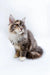 Fluffy Maine Coon kitten sitting upright with an alert expression in Fuji product