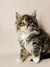 Fluffy Maine Coon kitten with wide eyes and pointed ears from Fuji