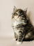 Fluffy Maine Coon kitten with wide eyes and perky ears, perfect for any cat lover