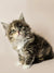 Fluffy Maine Coon kitten with wide eyes and pointed ears, perfect for a cuddly pet