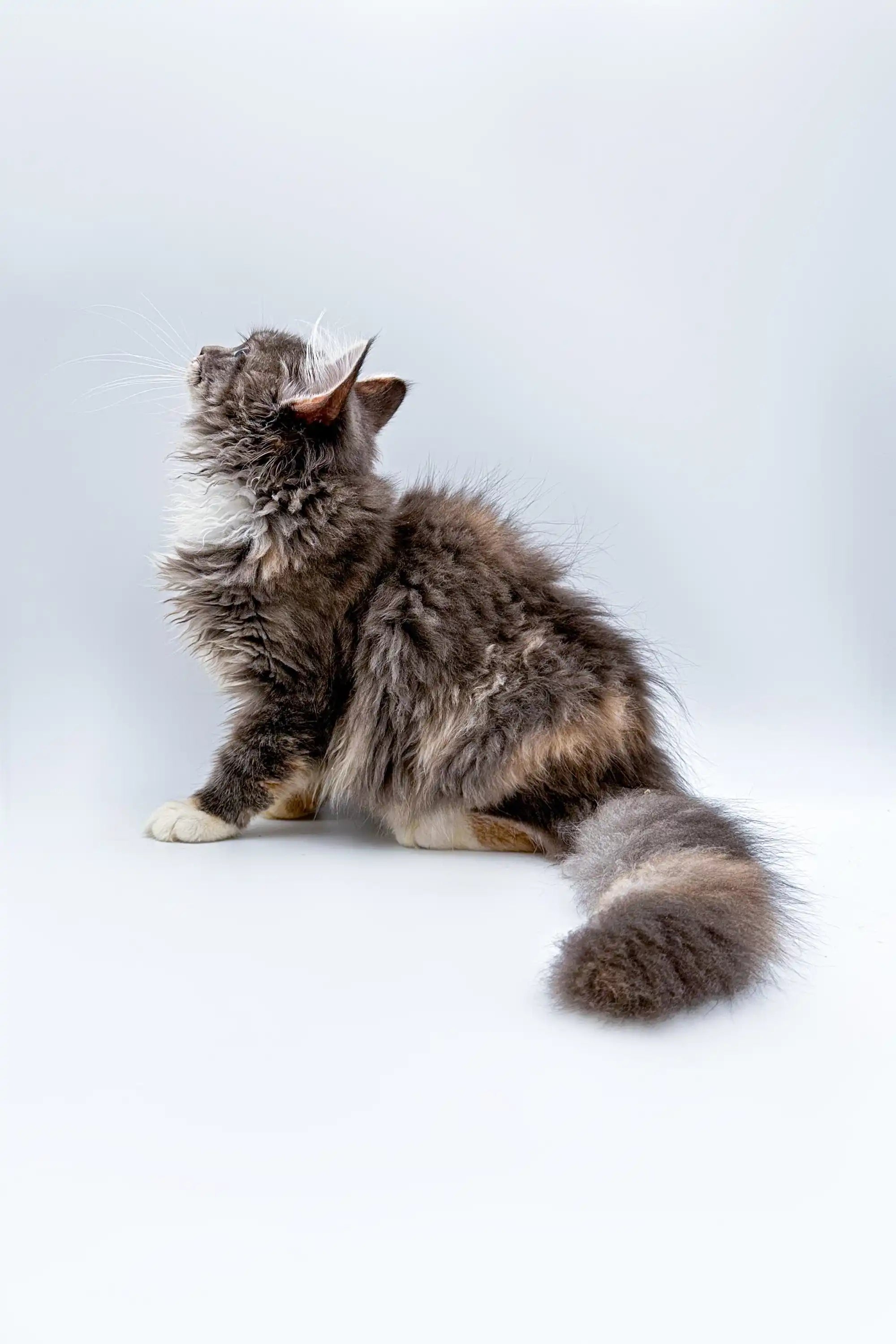 Maine Coon Kittens for Sale Fuji | Kitten
