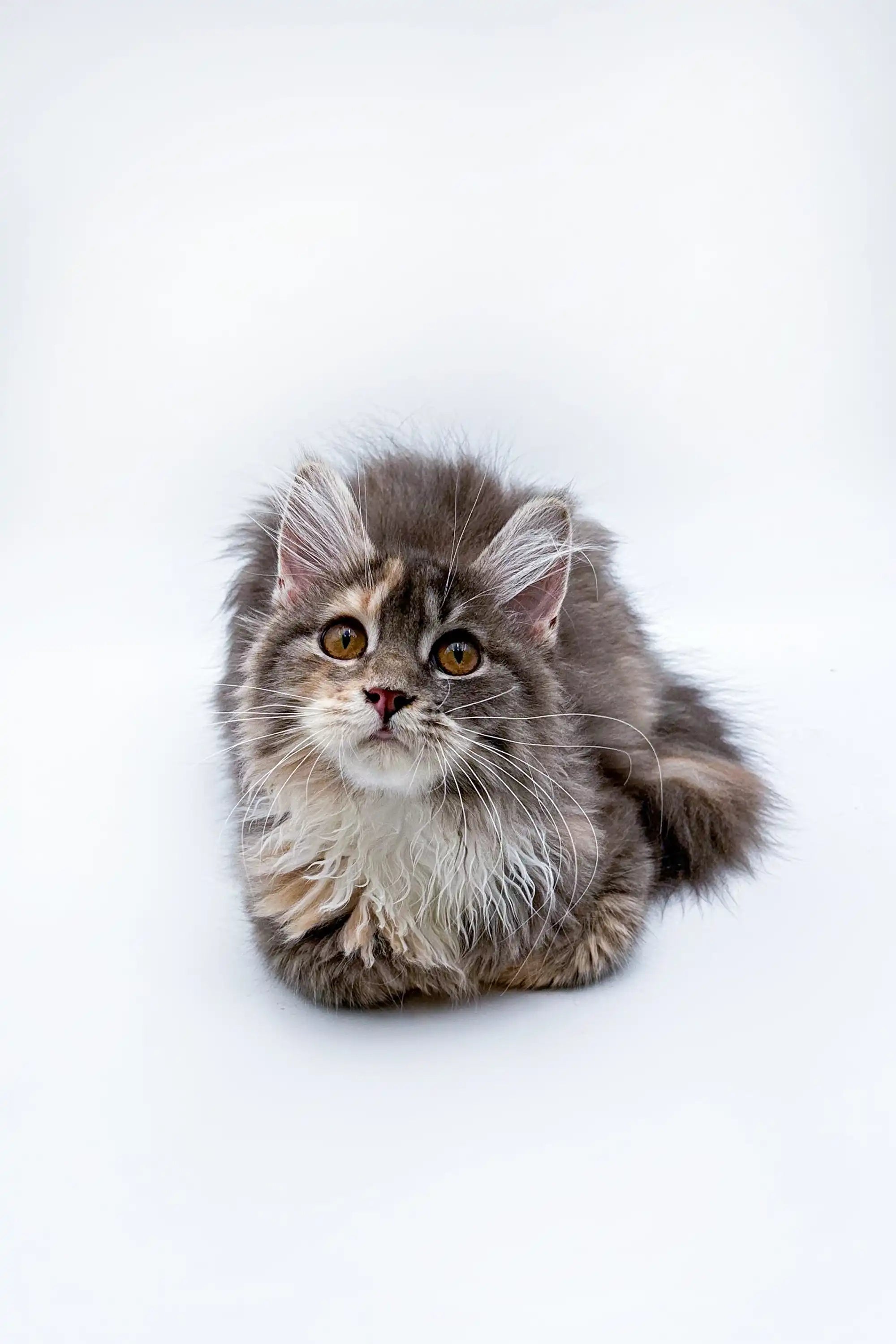 Maine Coon Kittens and Cats for Sale Fuji | Kitten
