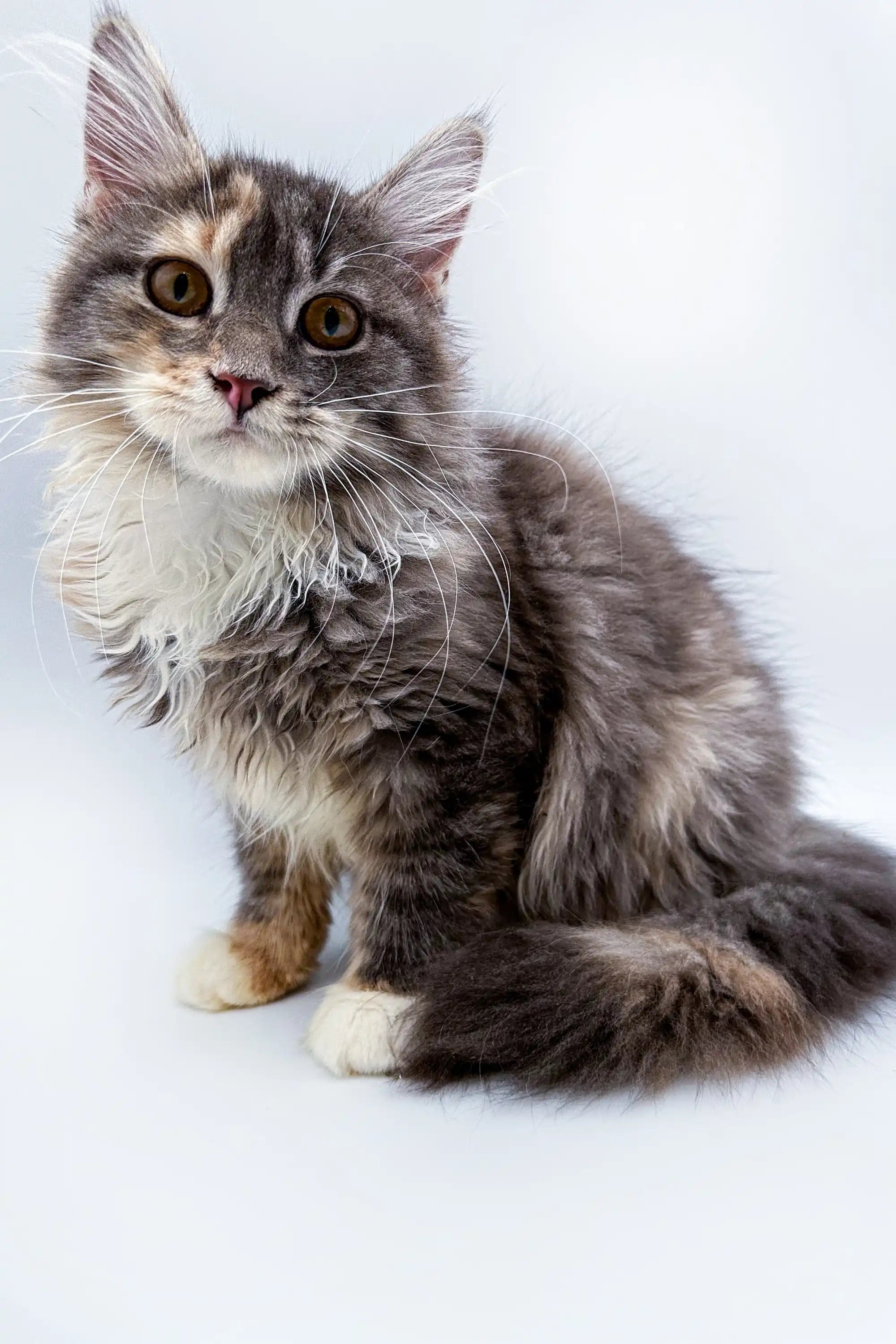 Maine Coon Kittens for Sale Fuji | Kitten
