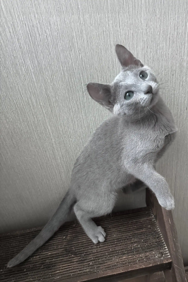 Funny | russian blue kitten