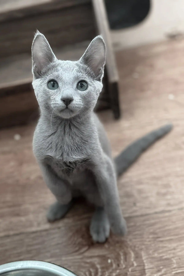 Funny | russian blue kitten