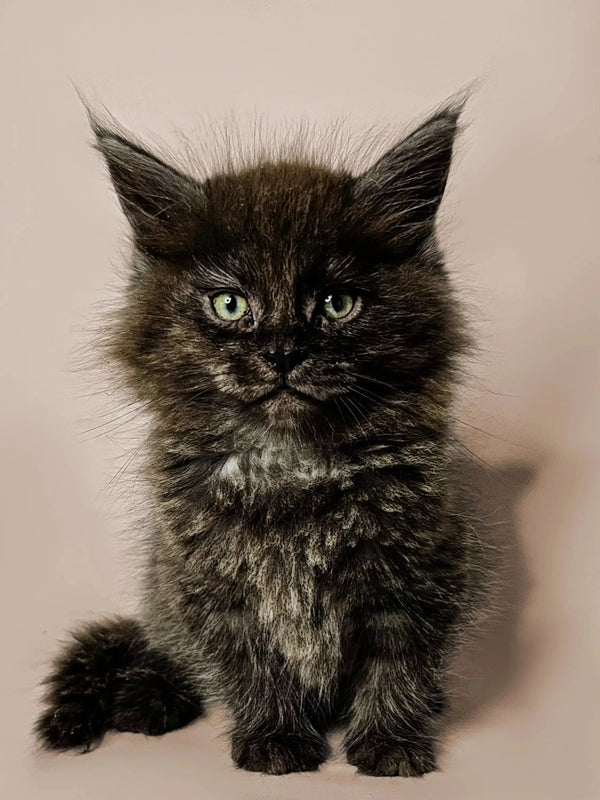 Fluffy black Maine Coon kitten with green eyes, tufted ears, and a charming personality