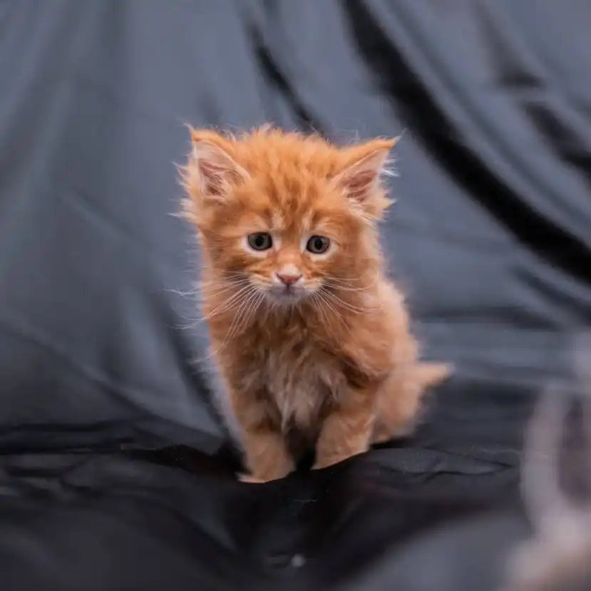 Maine Coon Kittens for Sale Gabe | Kitten