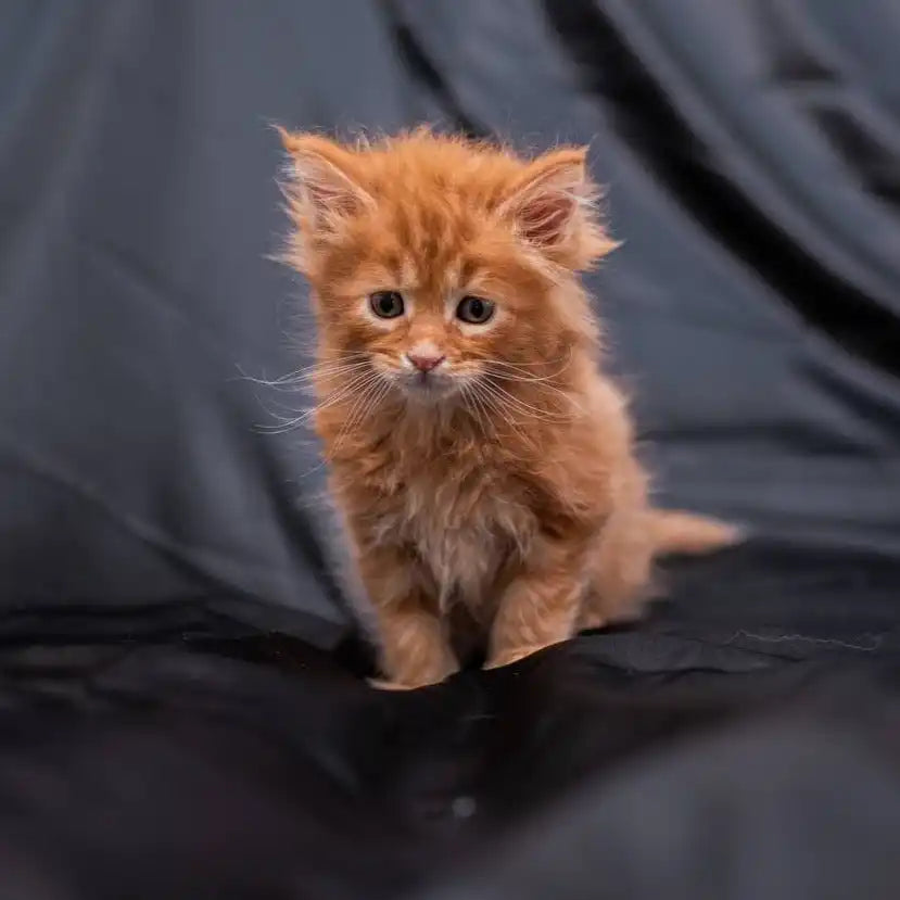 Maine Coon Kittens for Sale Gabe | Kitten