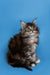 Fluffy gray and white Maine Coon kitten with alert eyes and tufted ears