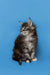 Fluffy gray and white Maine Coon kitten with pointed ears sitting upright