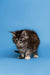 Fluffy gray and white Maine Coon kitten named Gabi with a friendly, alert expression