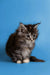 Fluffy gray and white Maine Coon kitten named Gabi showing her friendly nature