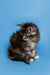 Fluffy gray and white Maine Coon kitten with a curious look, named Gabi