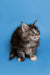 Fluffy Maine Coon kitten with wide eyes and perked ears, perfect for pet lovers