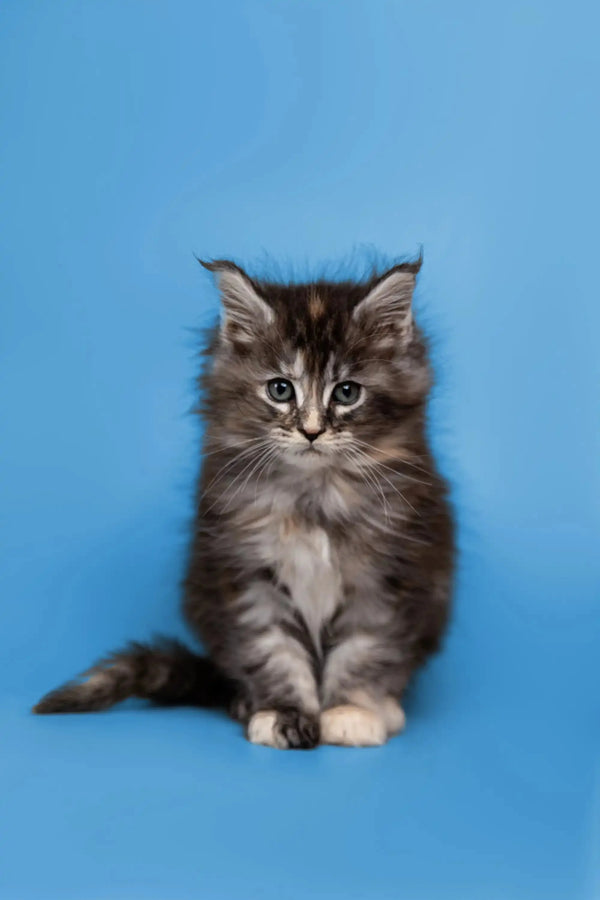 Fluffy Maine Coon kitten with wide eyes and perked ears, showing its friendly nature