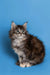 Fluffy Maine Coon kitten with pointed ears and an alert expression, perfect for cuddles