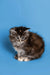 Fluffy Maine Coon kitten with wide eyes sitting on a blue surface