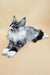 Gabo | maine coon kitten