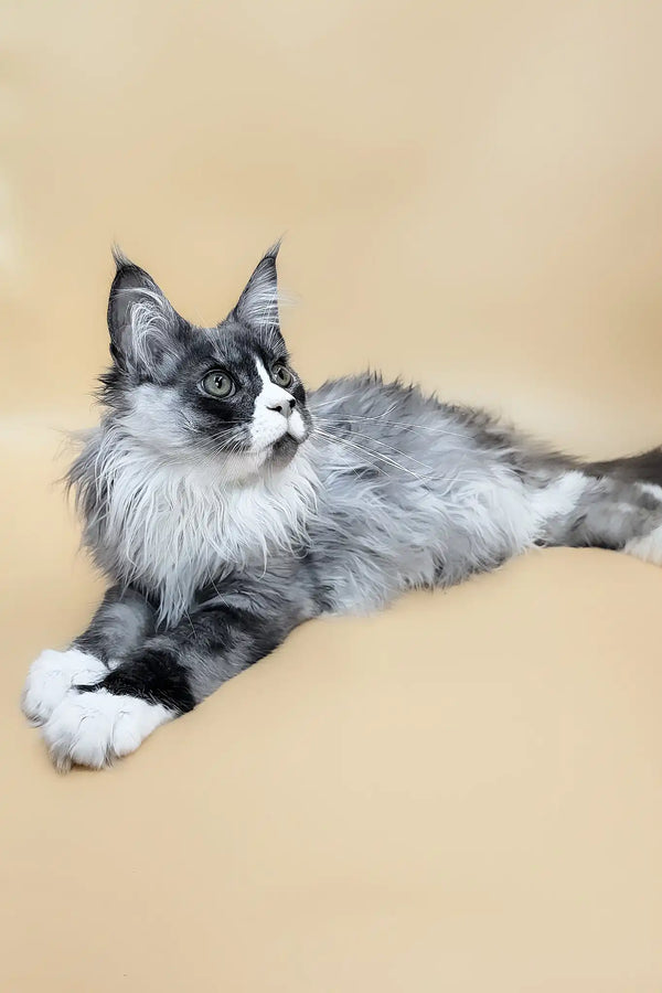 Gabo | maine coon kitten