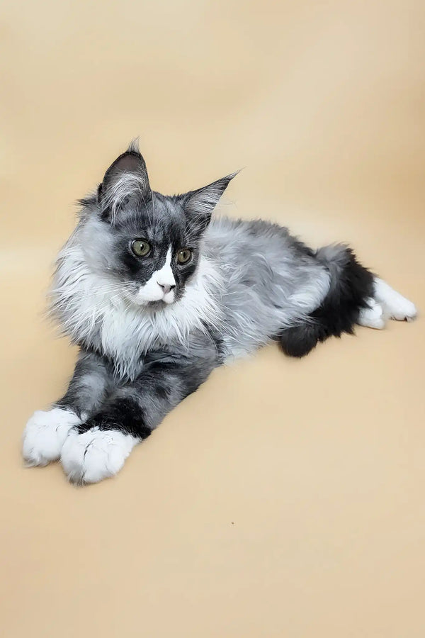 Gabo | maine coon kitten