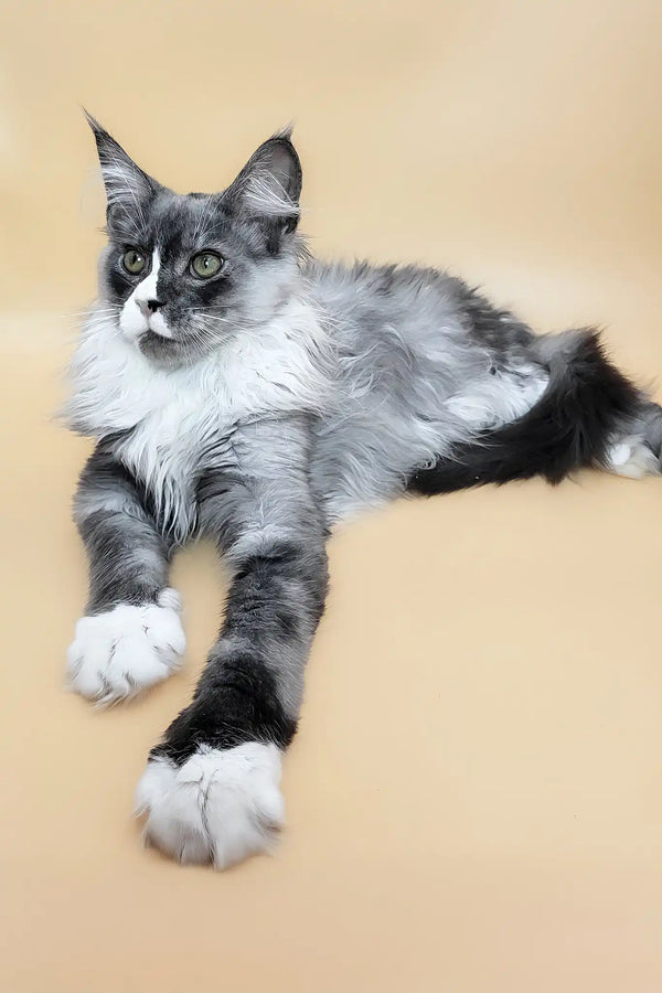 Gabo | maine coon kitten