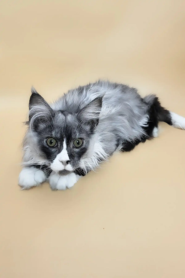 Gabo | maine coon kitten