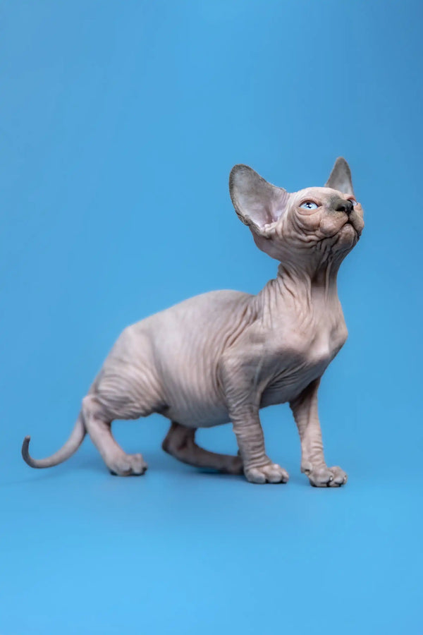 Cute Hairless Sphynx kitten named Gabriel, perfect for loving homes