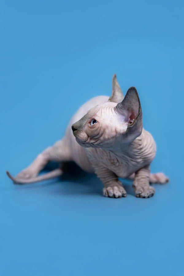 Cute Hairless Sphynx Kitten named Gabriel for sale as a playful companion