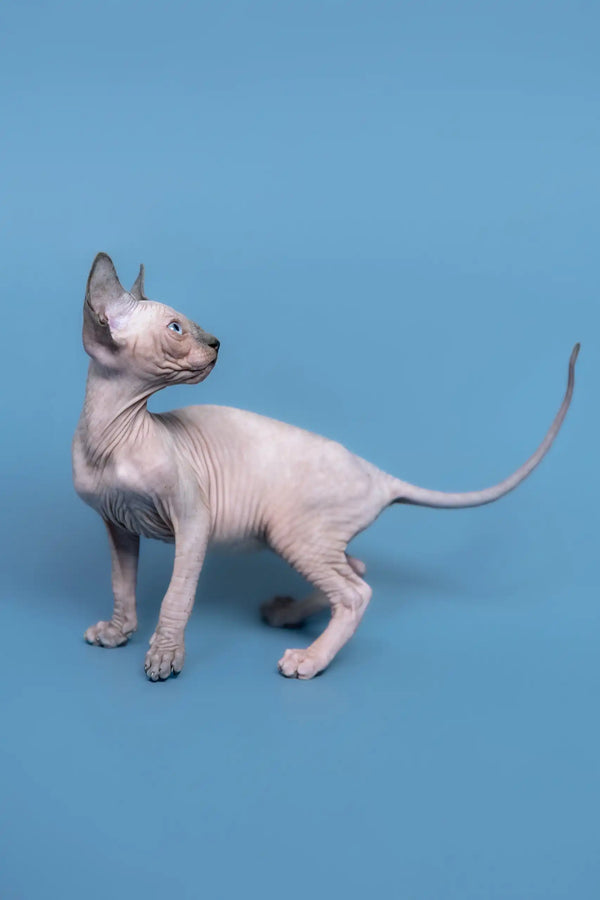 Adorable Hairless Sphynx kitten named Gabriel, perfect Canadian cutie for your home