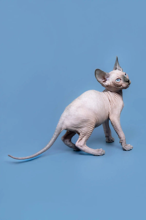Adorable Hairless Sphynx cat, Gabriel, the perfect Canadian Sphynx Kitten