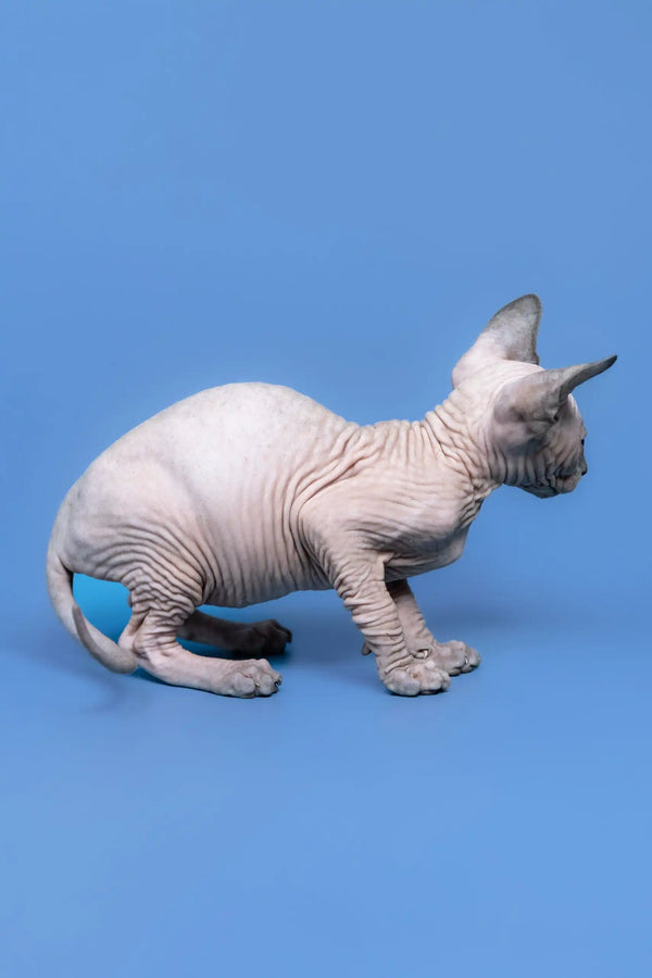 Adorable Hairless Sphynx cat Gabriel, the perfect Canadian Sphynx Kitten for you