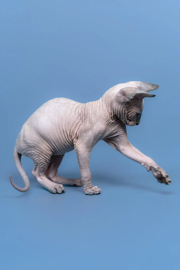 Hairless cat reaching out, showcasing the adorable Gabriel Canadian Sphynx Kitten