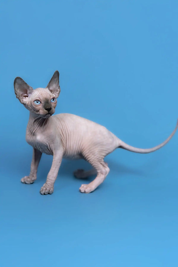Hairless Canadian Sphynx kitten named Gabriel with stunning blue eyes