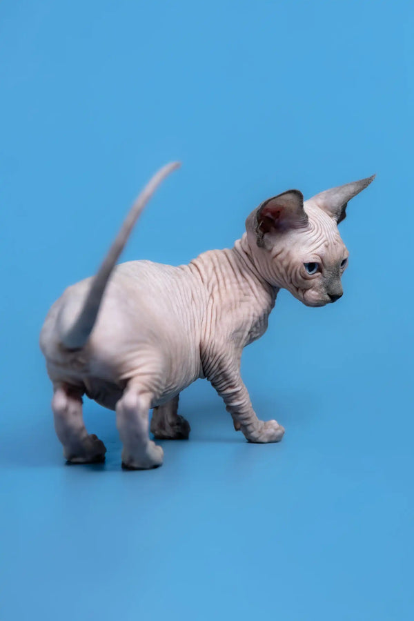 Hairless Canadian Sphynx kitten named Gabriel with adorable wrinkled skin