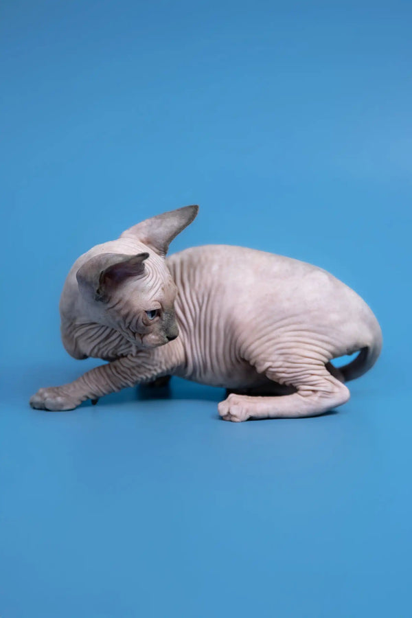 Wrinkled hairless Canadian Sphynx kitten named Gabriel looking adorable