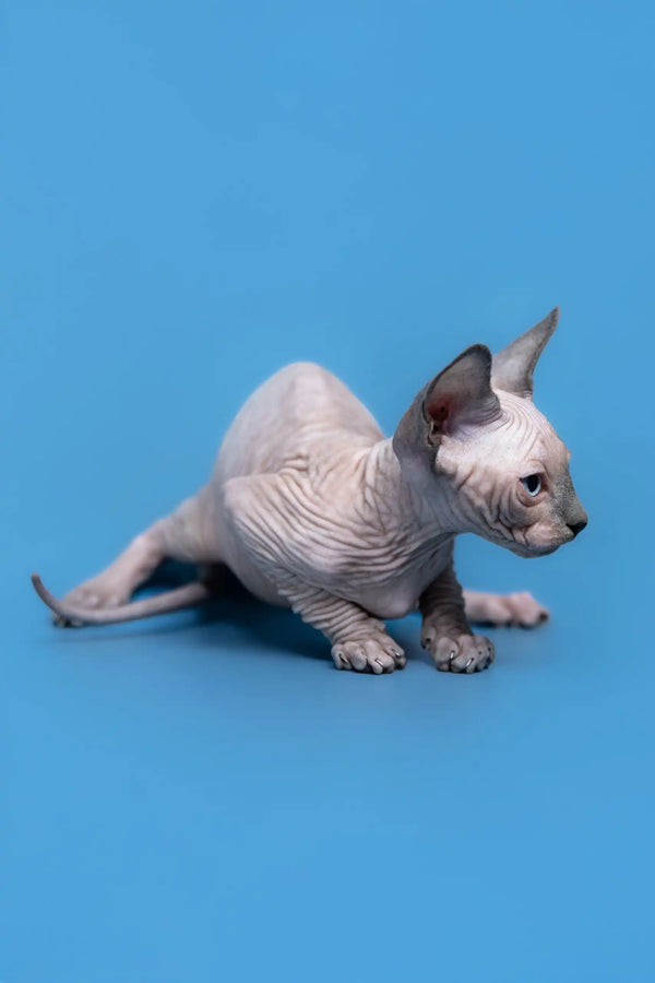 Wrinkled hairless Sphynx cat named Gabriel ready for cuddles and love