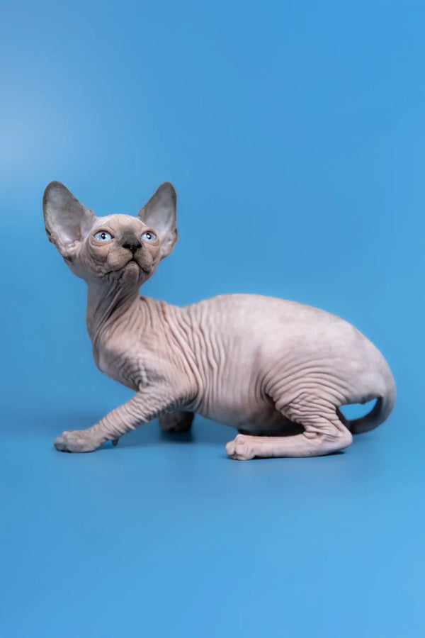 Wrinkled, hairless Sphynx cat named Gabriel, a cute Canadian Sphynx Kitten