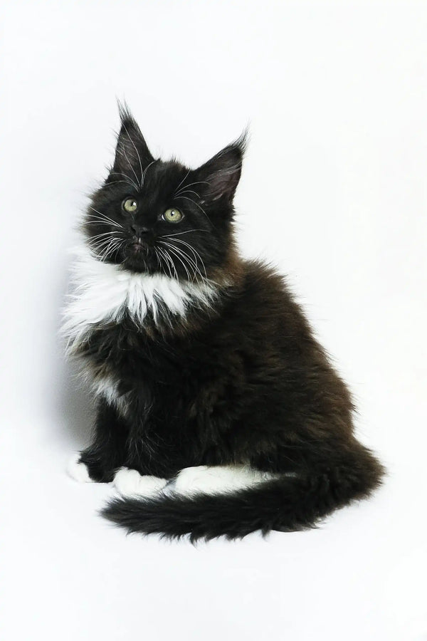 Black and white Maine Coon kitten named Gabriela, playful and adorable