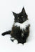 Adorable black and white Maine Coon kitten named Gabriela ready for a new home