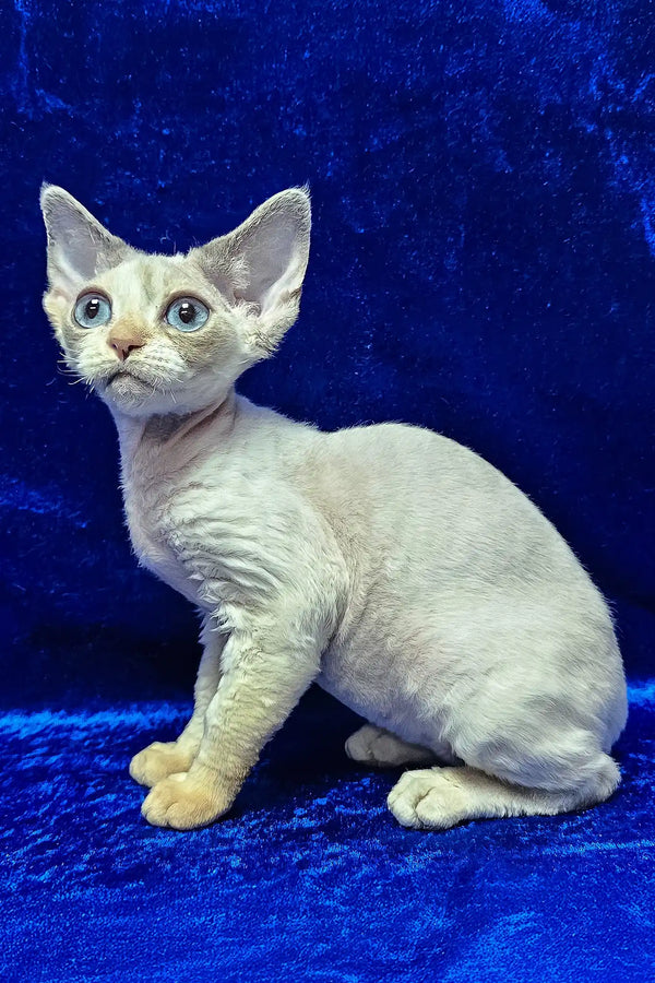 Gabriella | devon rex kitten
