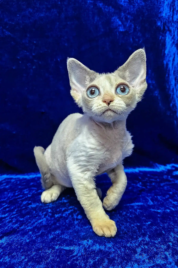 Gabriella | devon rex kitten
