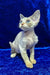 Gabriella | devon rex kitten