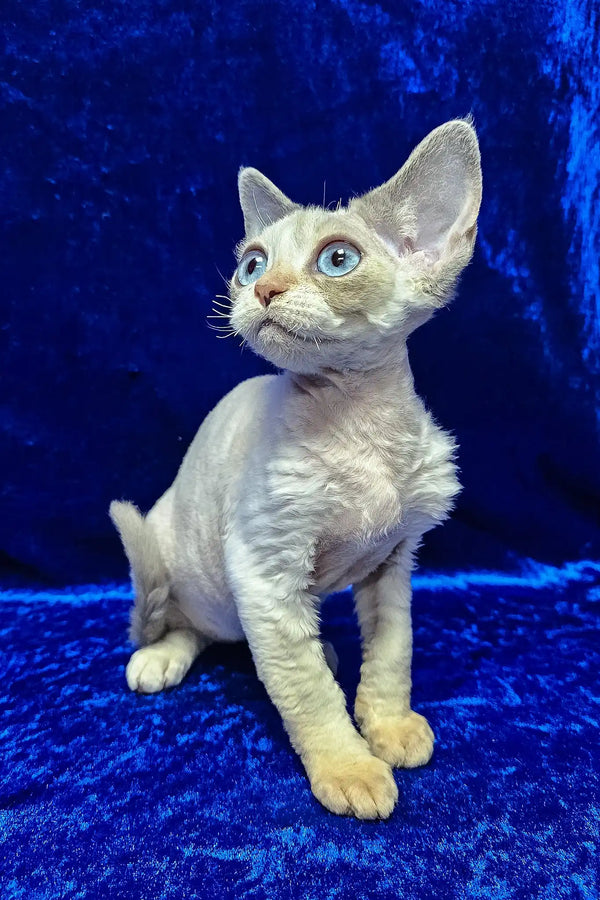 Gabriella | devon rex kitten