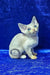 Gabriella | devon rex kitten