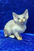 Gabriella | devon rex kitten