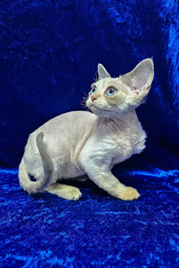 Gabriella | devon rex kitten