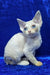 Gabriella | devon rex kitten