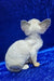 Gabriella | devon rex kitten