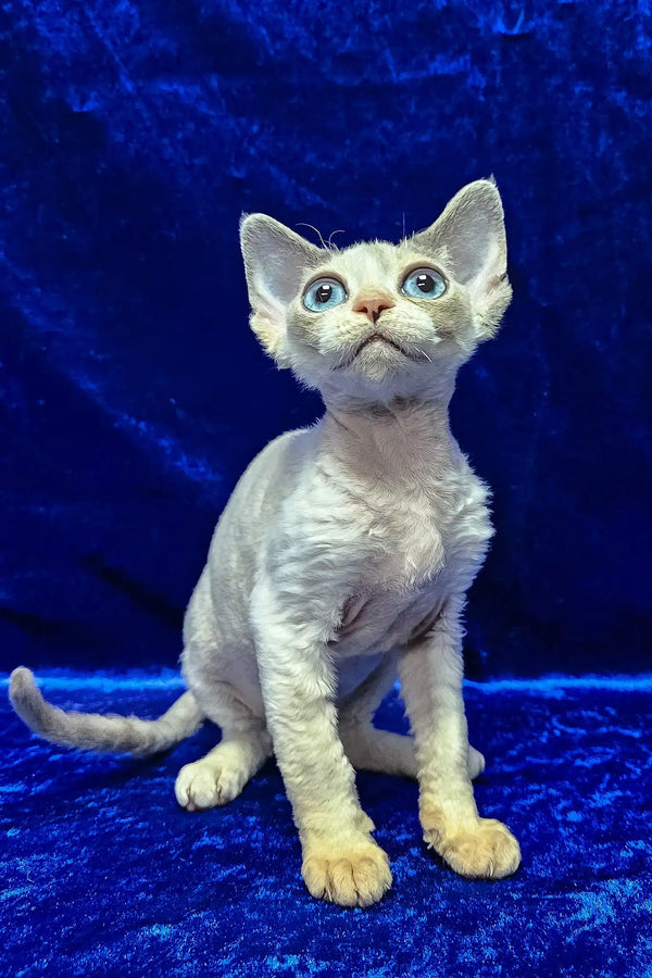 Gabriella | devon rex kitten